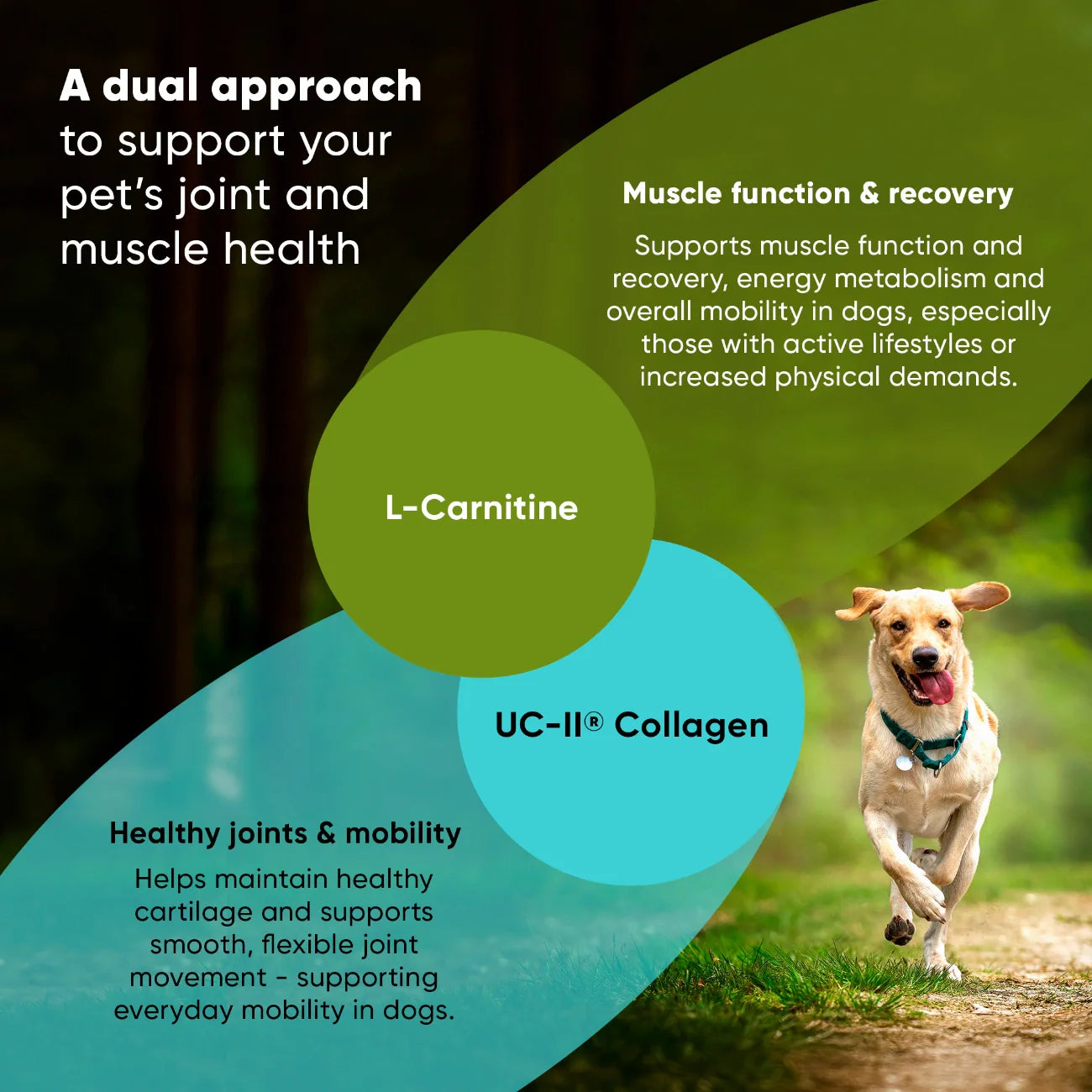 Dog Muscle Recovery Supplement Joint Health Support UC-II Collagen Formula Daily Wellness Capsule Large Breed Mobility Care L-Carnitine Natural Ingredients Senior Dog Hip Support Arthritis Relief Active Dogs Clinically Studied Type II