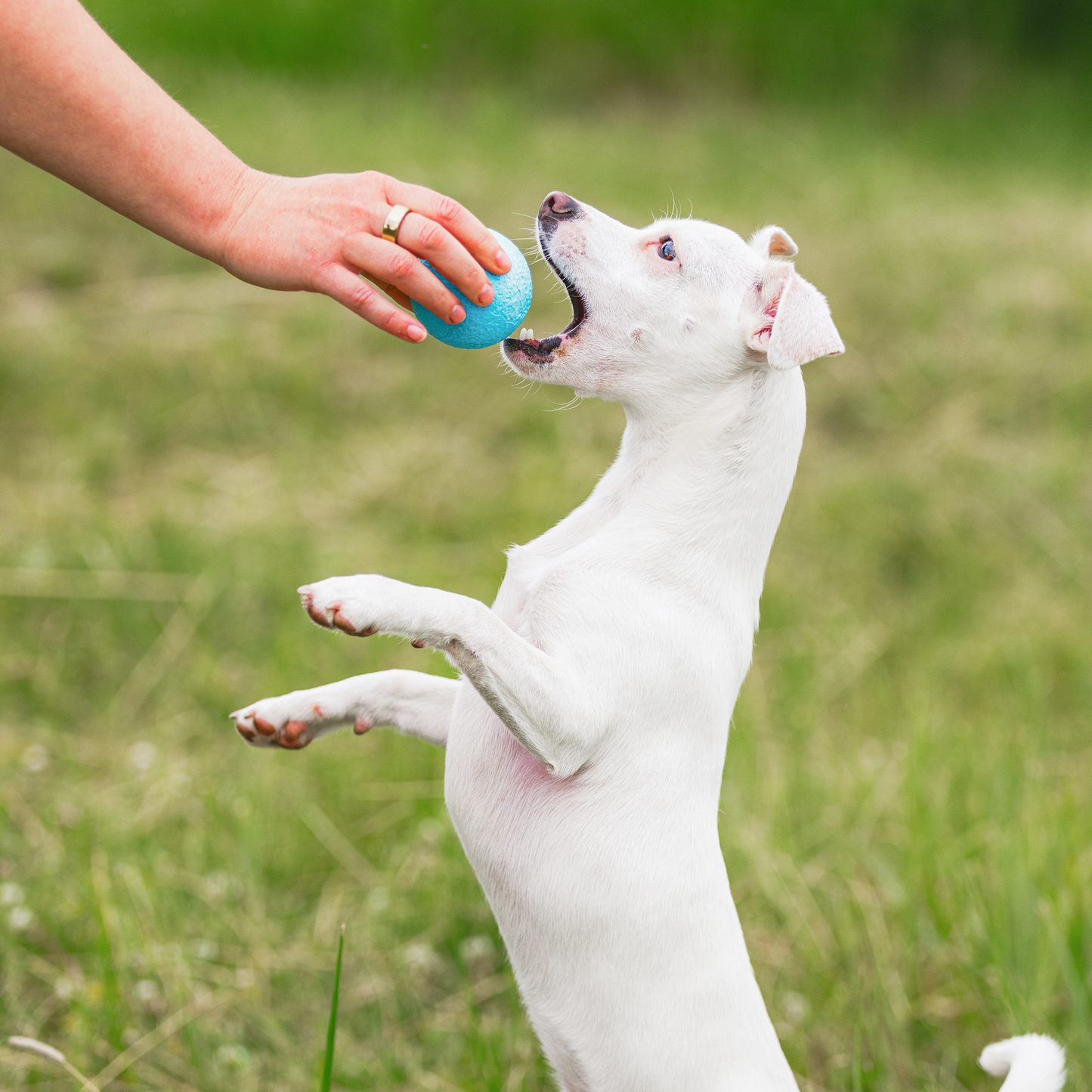 Durable Dog Ball – Tough Chewer Toy That Floats and Fits Launcher